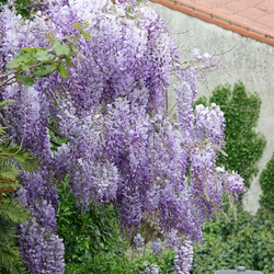 Visite Clisson 9 avril 2026